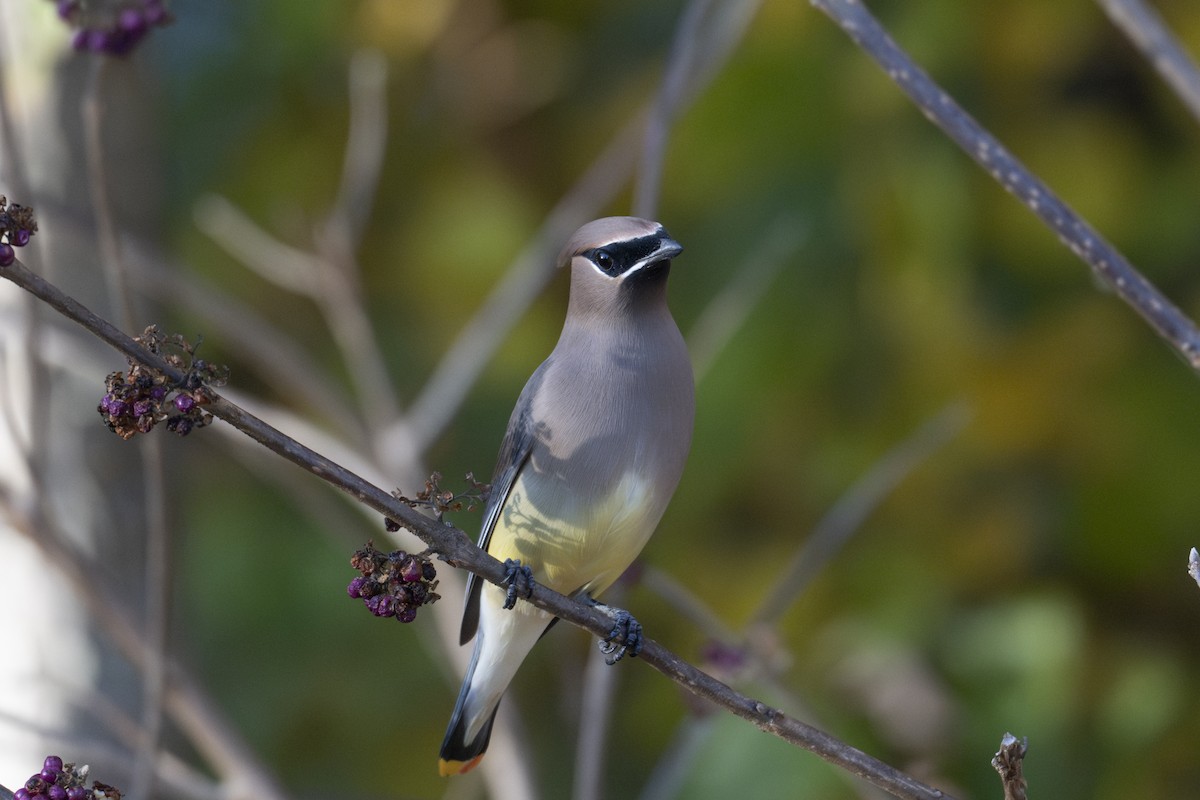 Cedar Waxwing - ML645307066