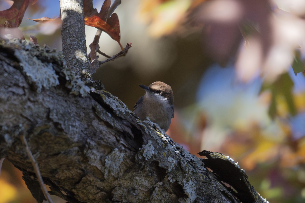 Sittelle à tête brune - ML645307074