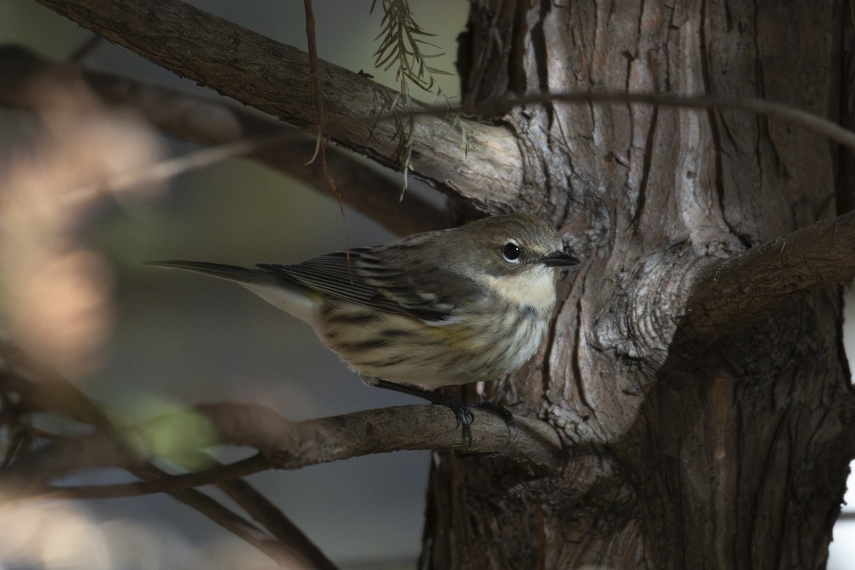 Yellow-rumped Warbler (Myrtle) - ML645307077
