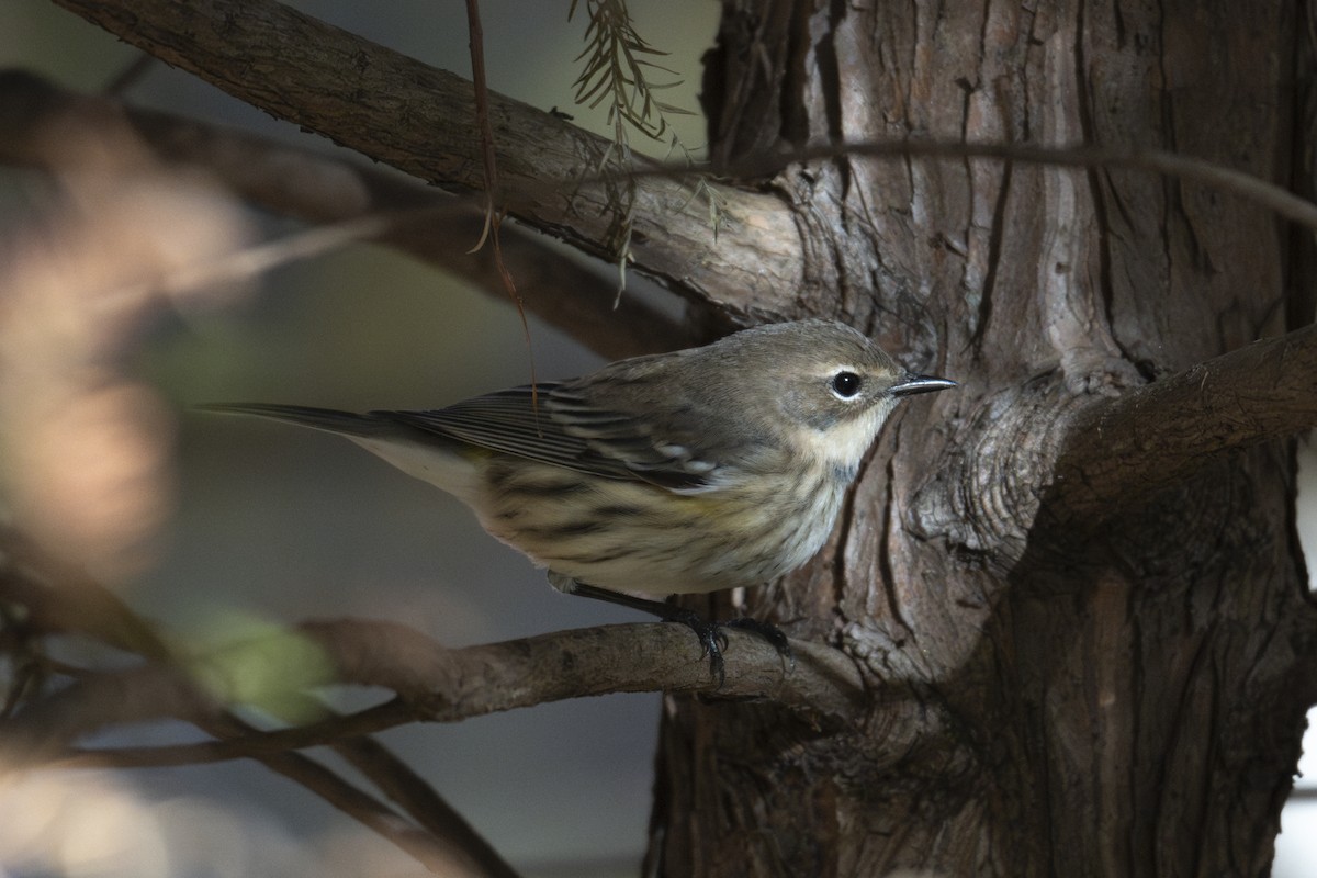 Yellow-rumped Warbler (Myrtle) - ML645307078