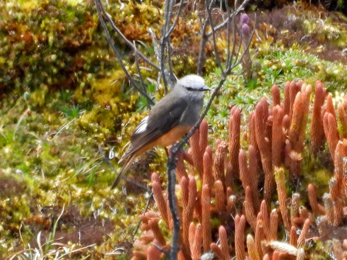 Red-rumped Bush-Tyrant - ML645307080