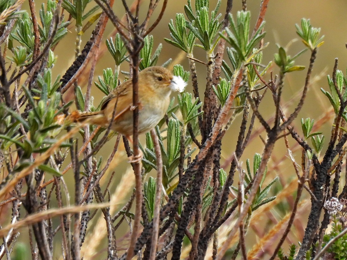 Grass Wren - ML645307096