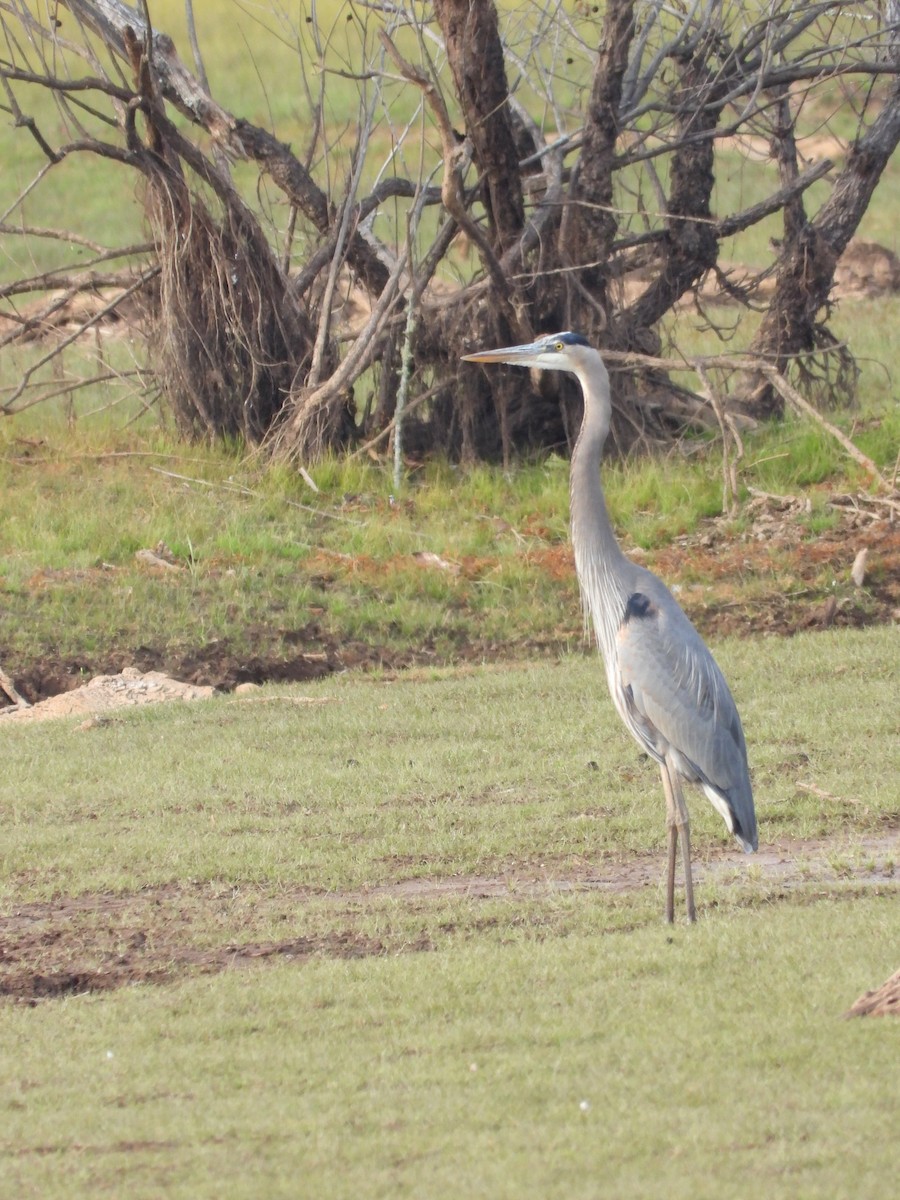 Great Blue Heron - ML645307112