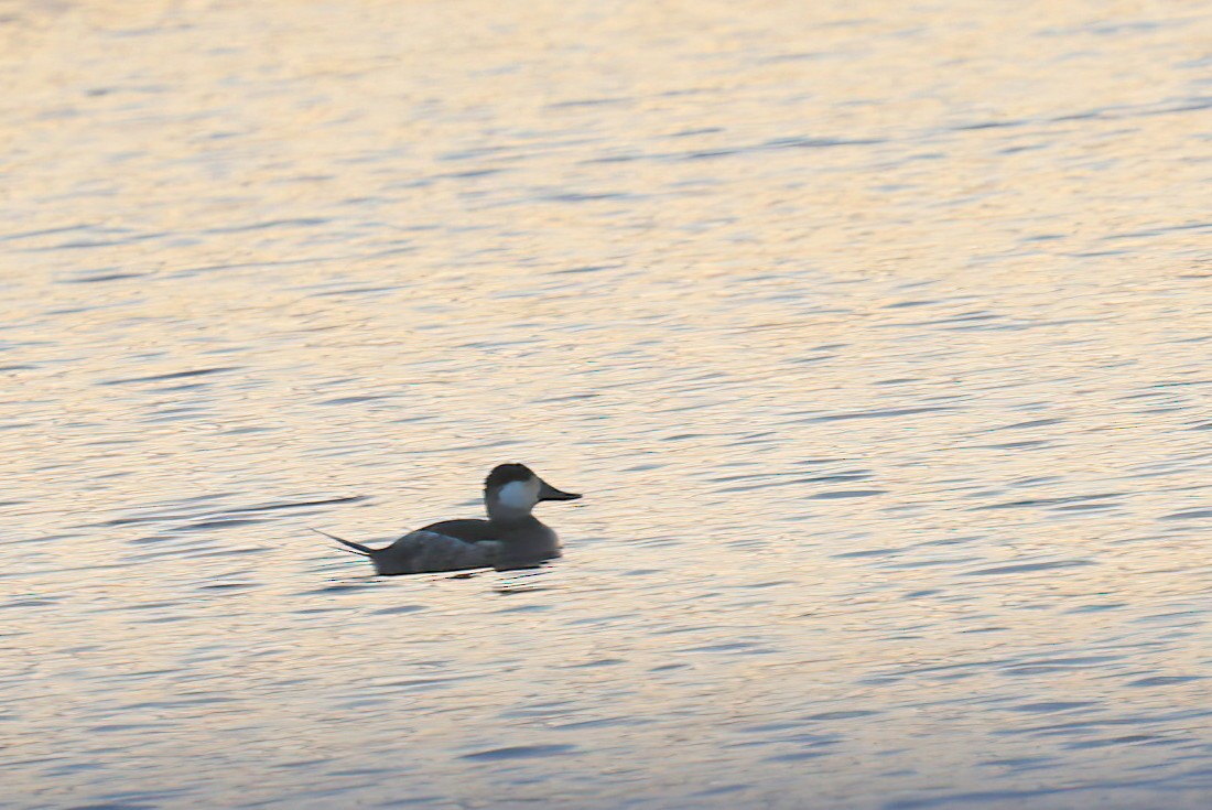 kobberand - ML645307117