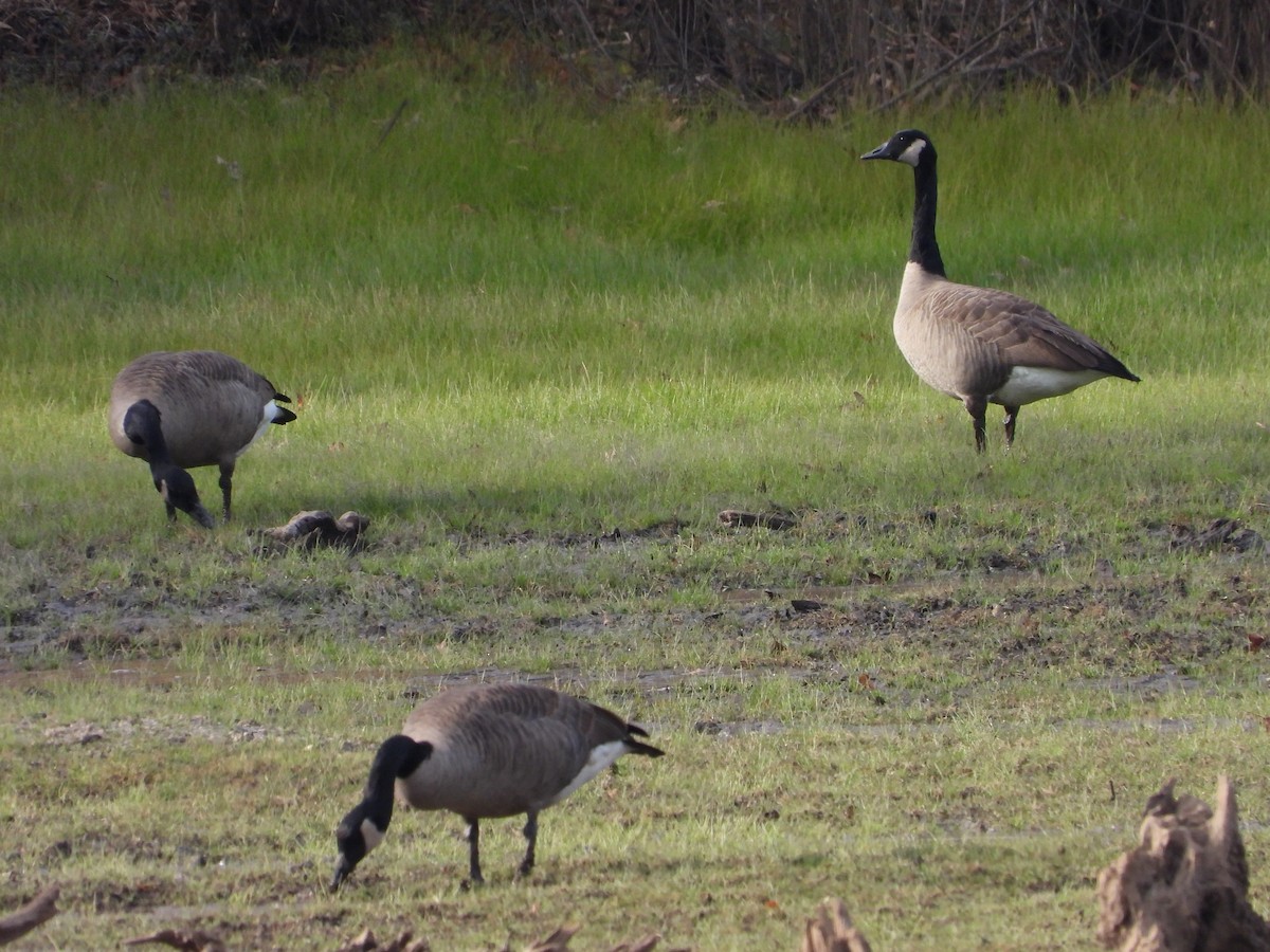 Barnacla Canadiense Grande - ML645307118