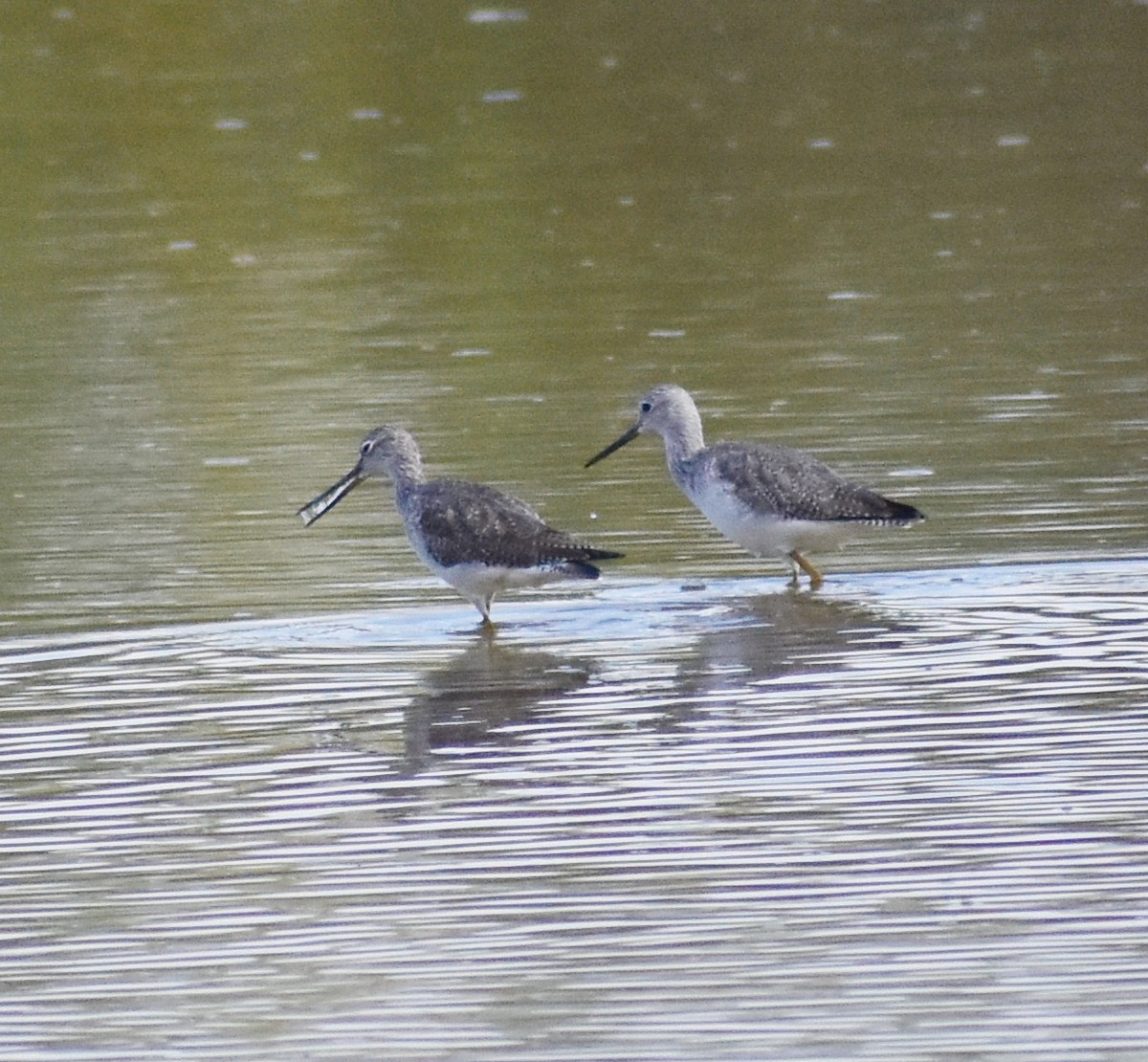 Greater Yellowlegs - ML645307119
