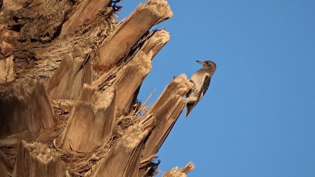 Гіла червоноголова - ML645307127