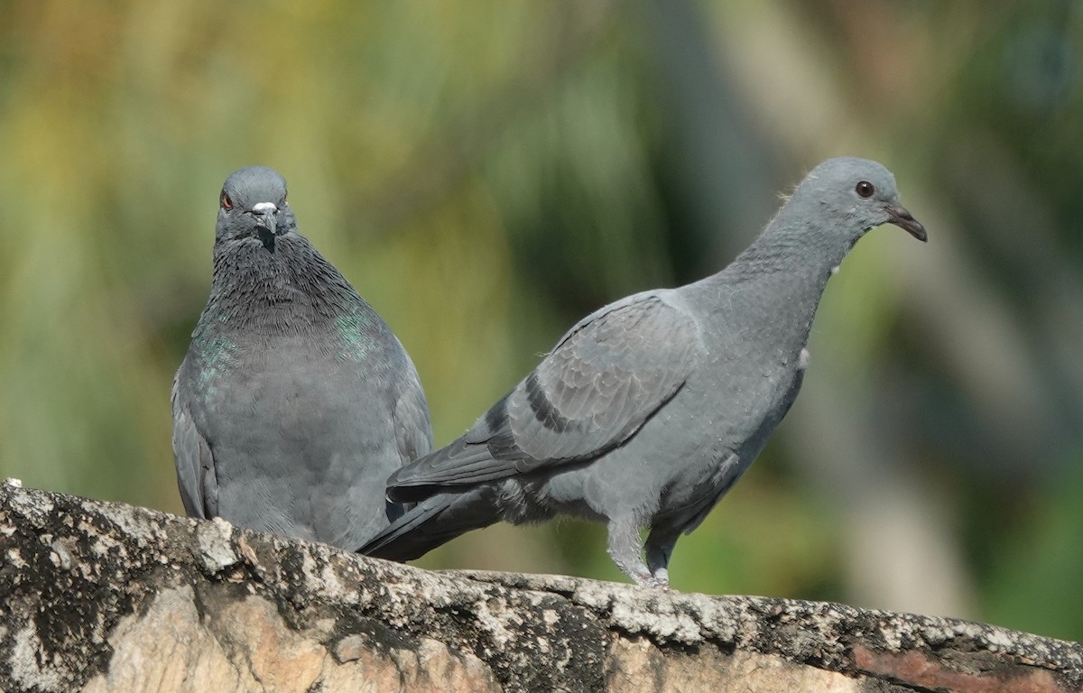 יונת בית - ML645307130
