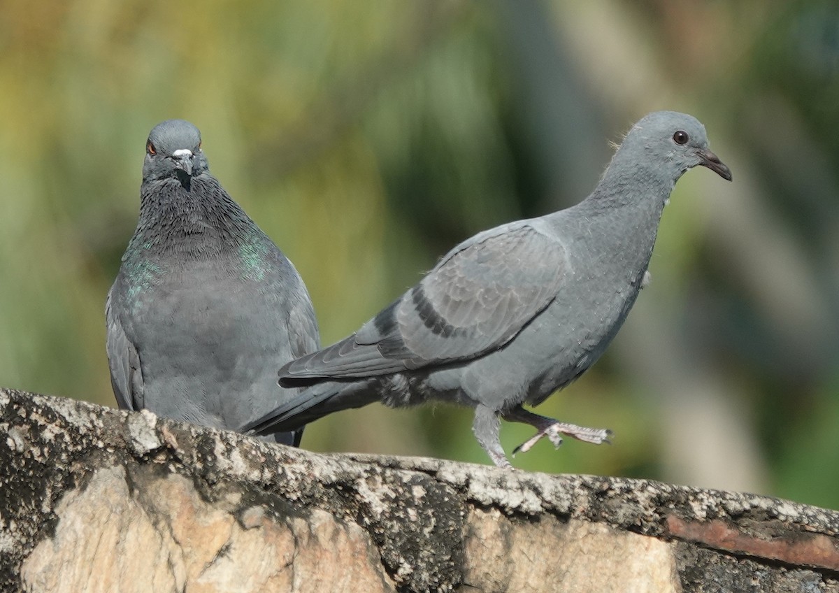 יונת בית - ML645307131