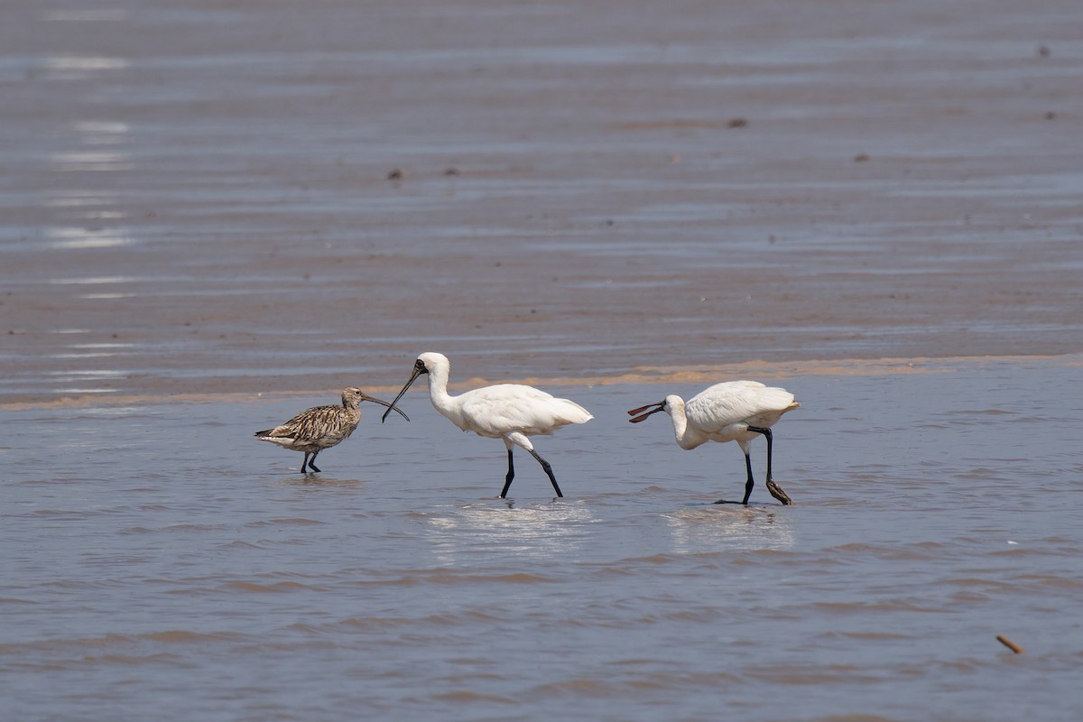 Black-faced Spoonbill - ML645307132