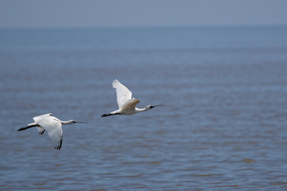 Black-faced Spoonbill - ML645307133