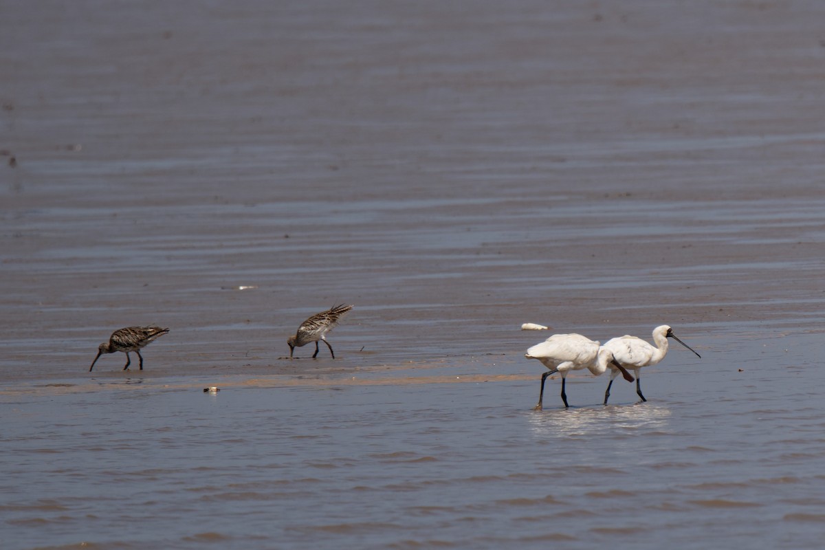 Black-faced Spoonbill - ML645307134