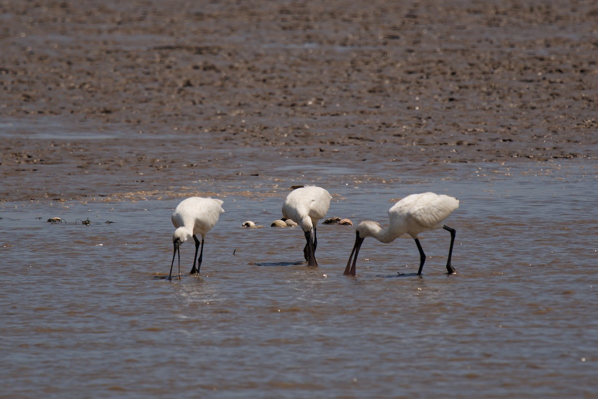 Black-faced Spoonbill - ML645307135