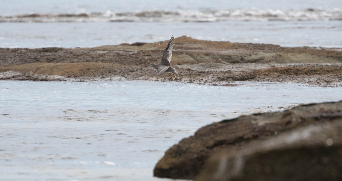 Playero Siberiano - ML645307145