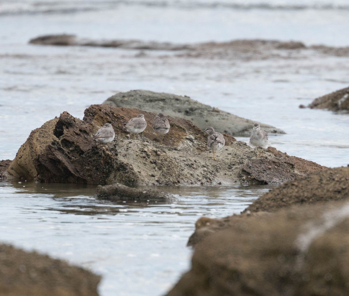 Playero Siberiano - ML645307146