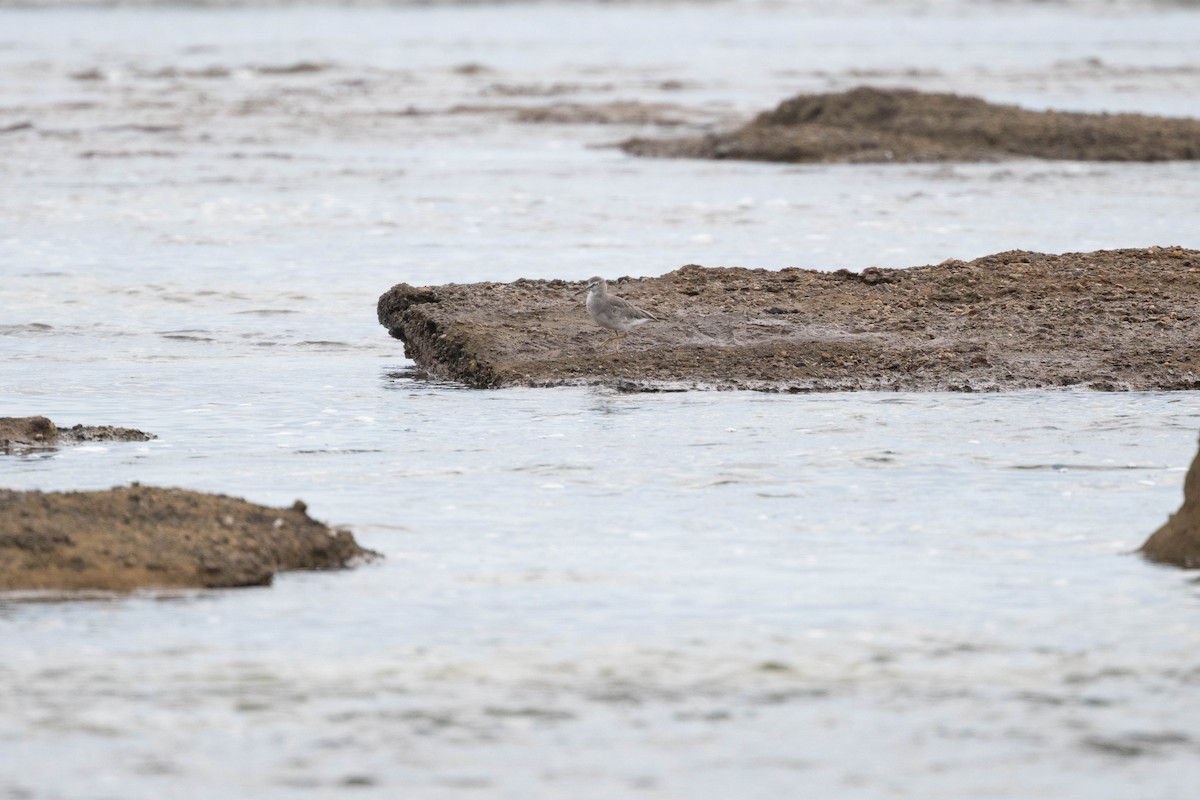 Playero Siberiano - ML645307147
