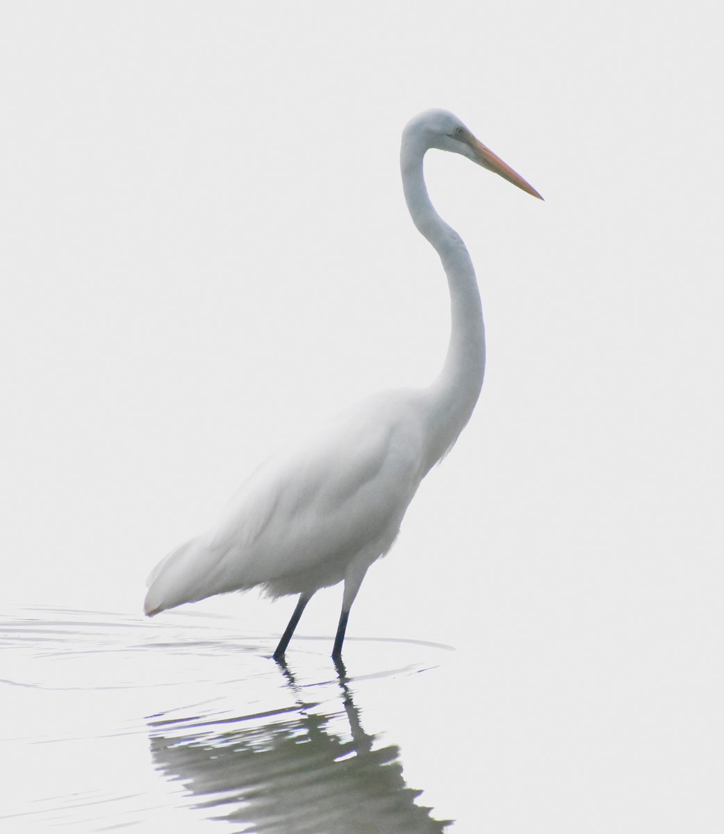 Garceta Grande - ML645307165