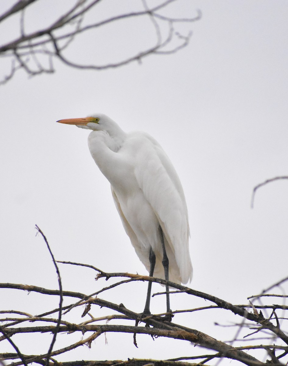 Garceta Grande - ML645307171