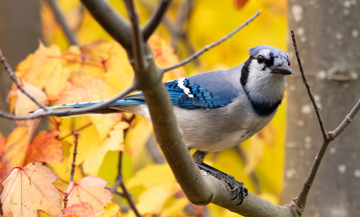 Blue Jay - ML645307175