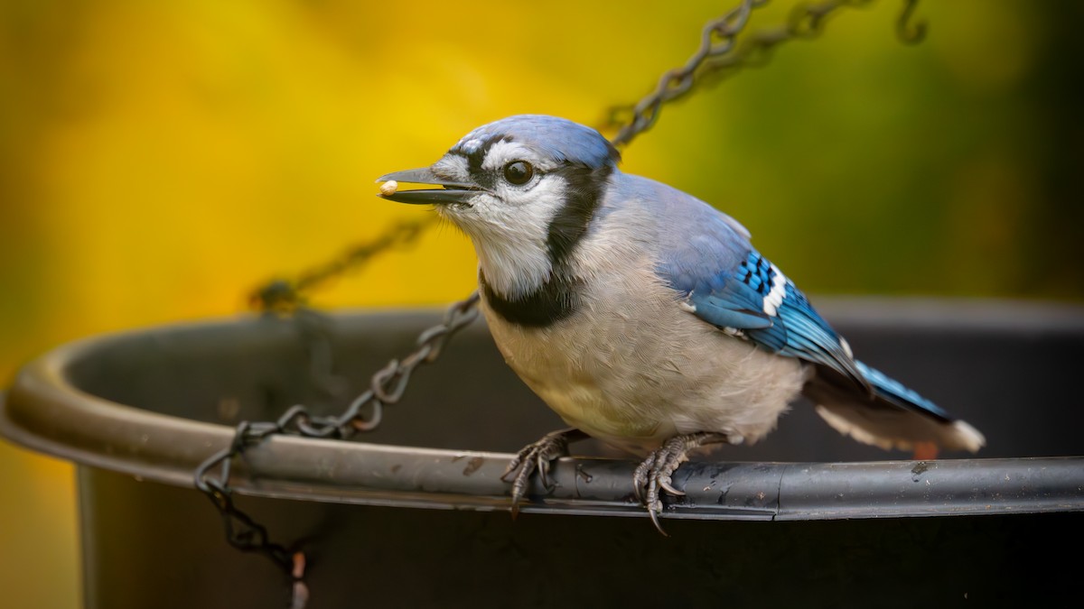 Blue Jay - ML645307176