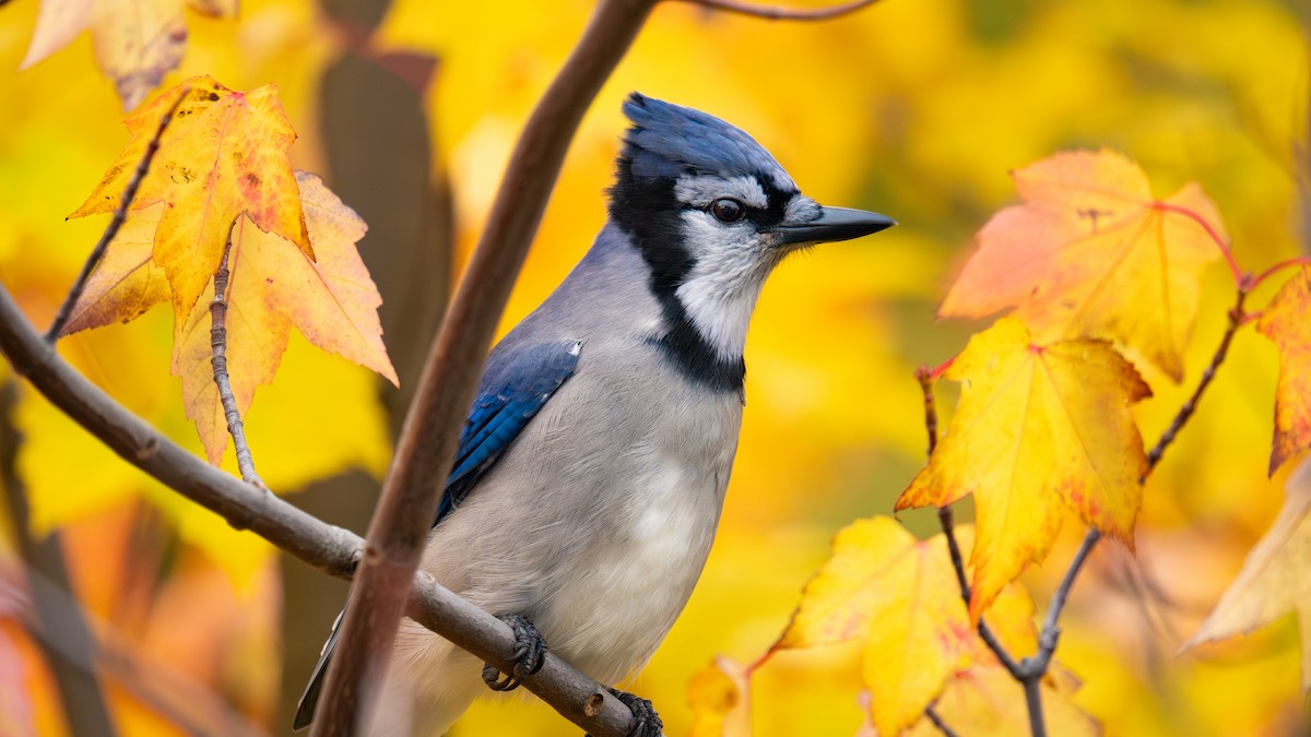 Blue Jay - ML645307177