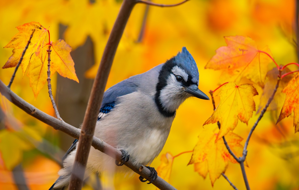 Blue Jay - ML645307178