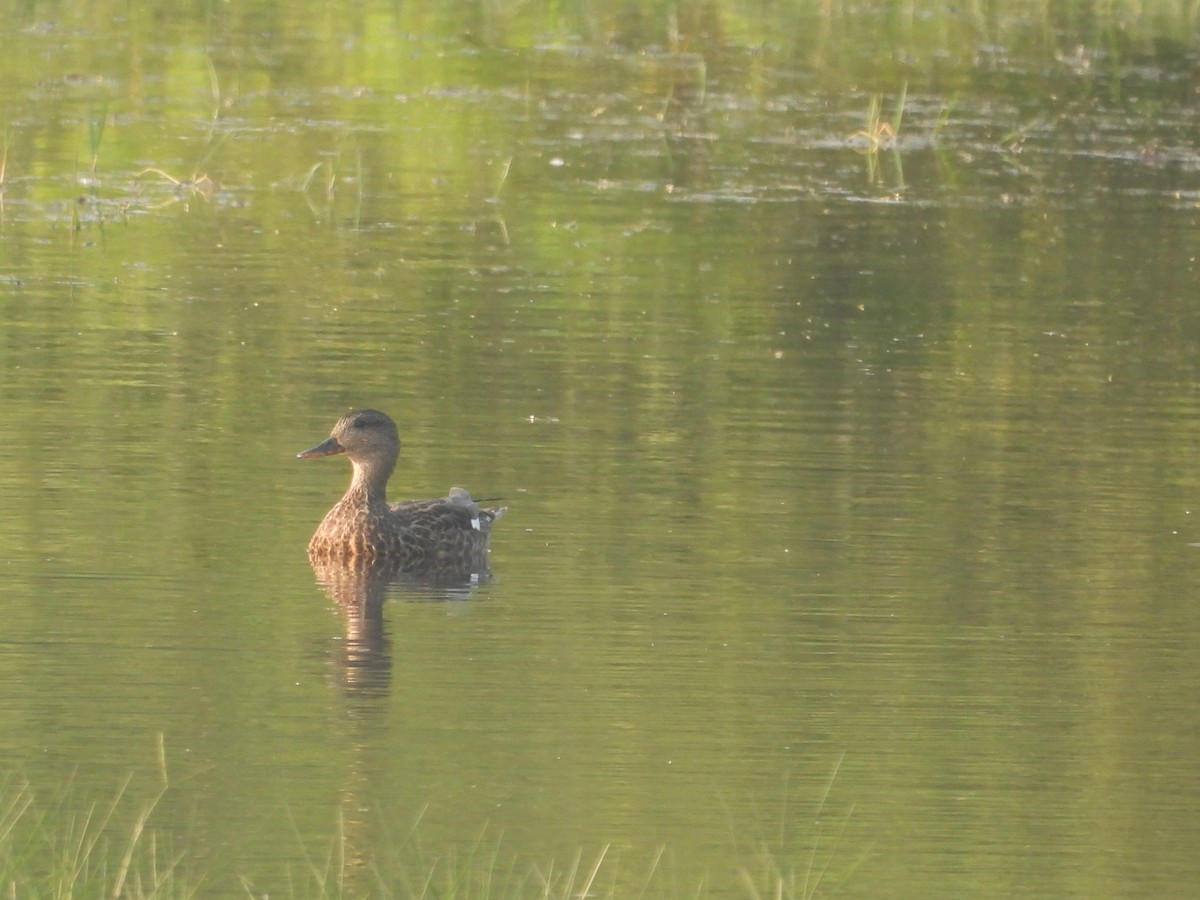 Нерозень - ML645307180
