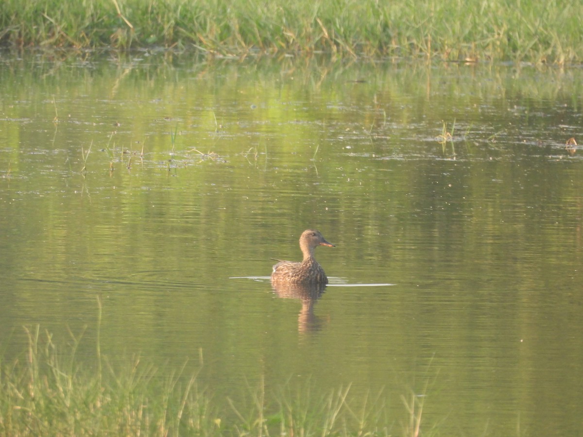 Нерозень - ML645307181