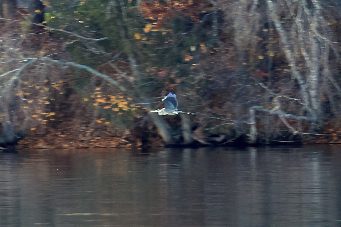 Great Blue Heron (Great Blue) - ML645307183