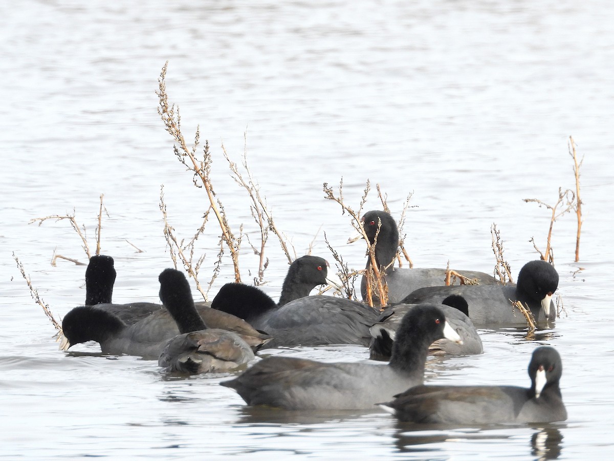 אגמית אמריקנית - ML645307187