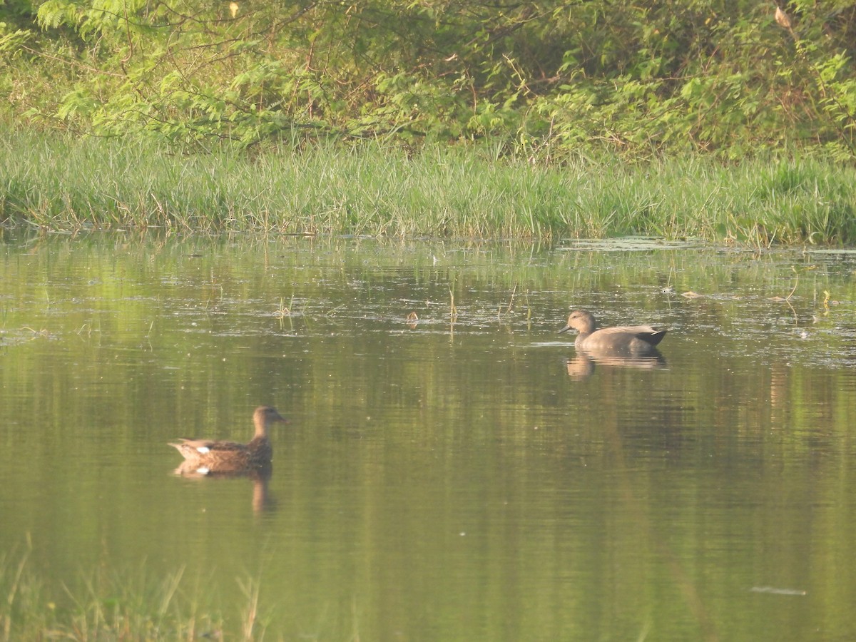 Нерозень - ML645307188