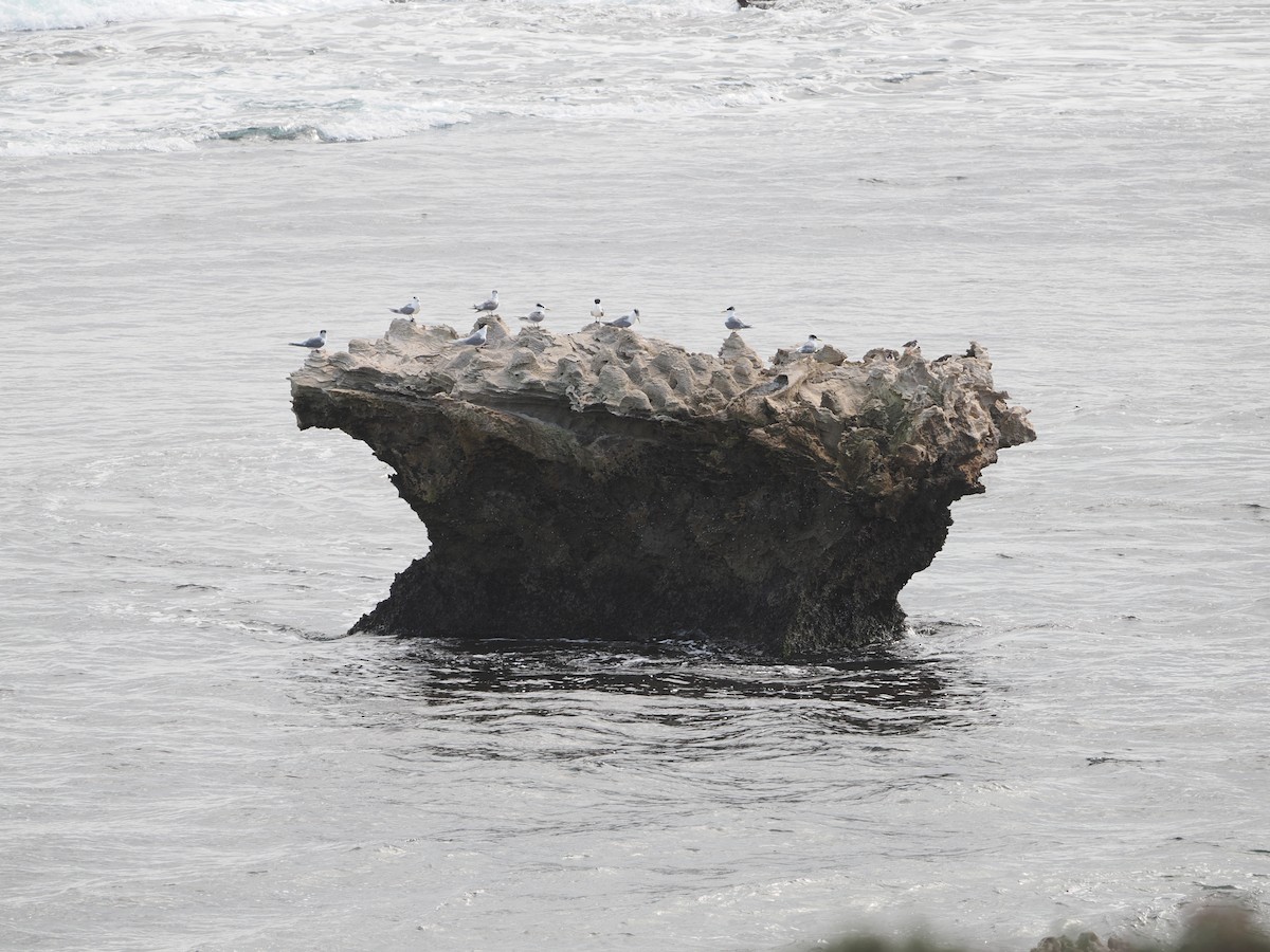 Great Crested Tern - ML645307194