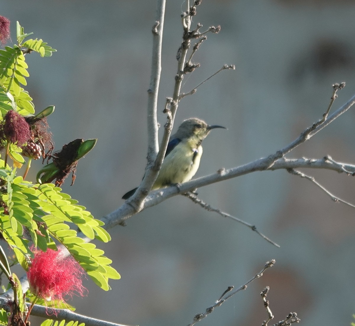 Purple Sunbird - ML645307199