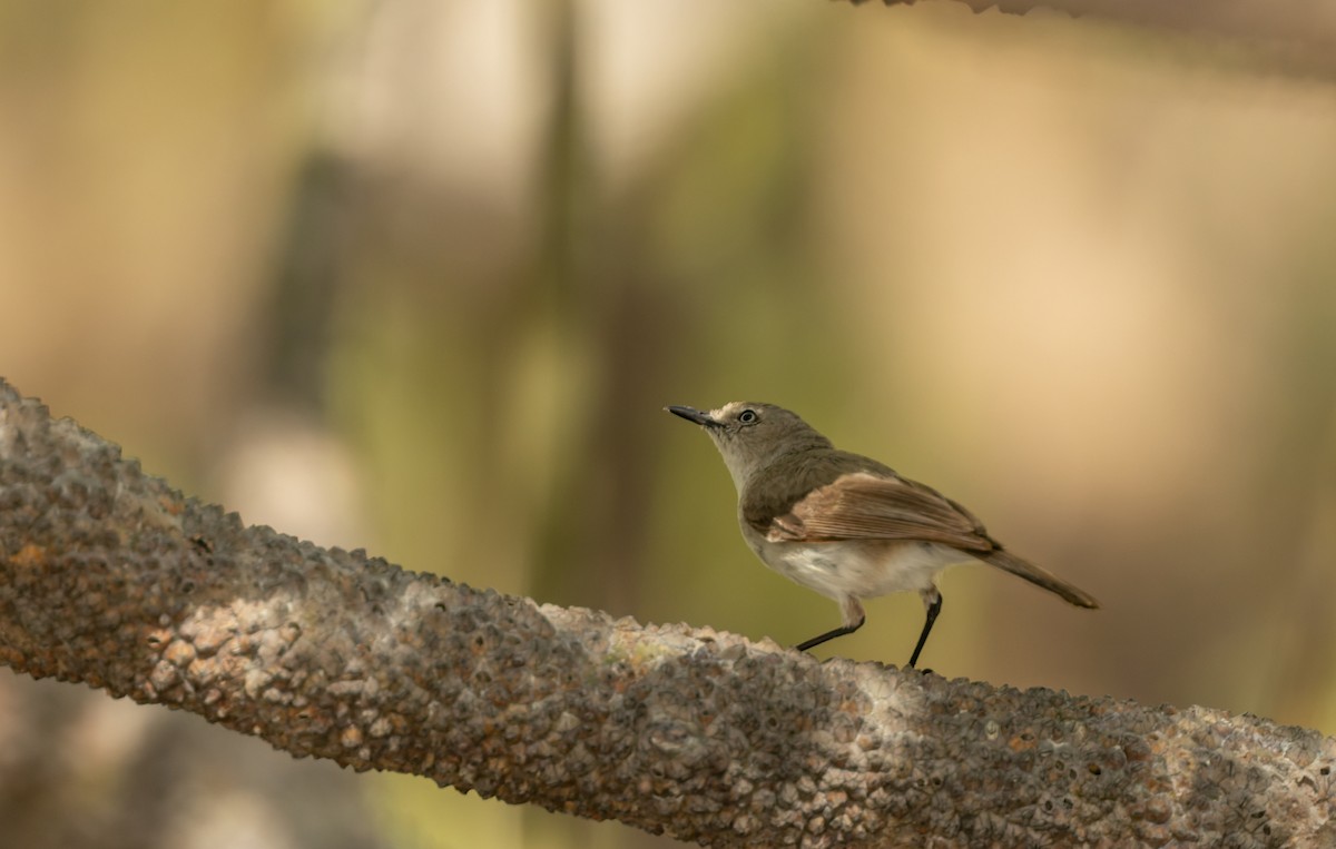 Dusky Gerygone - ML645307200