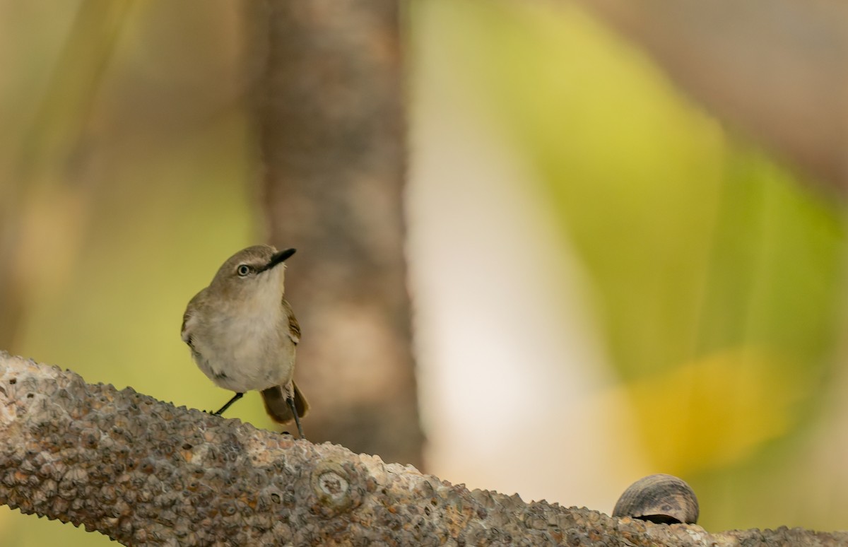 Dusky Gerygone - ML645307201