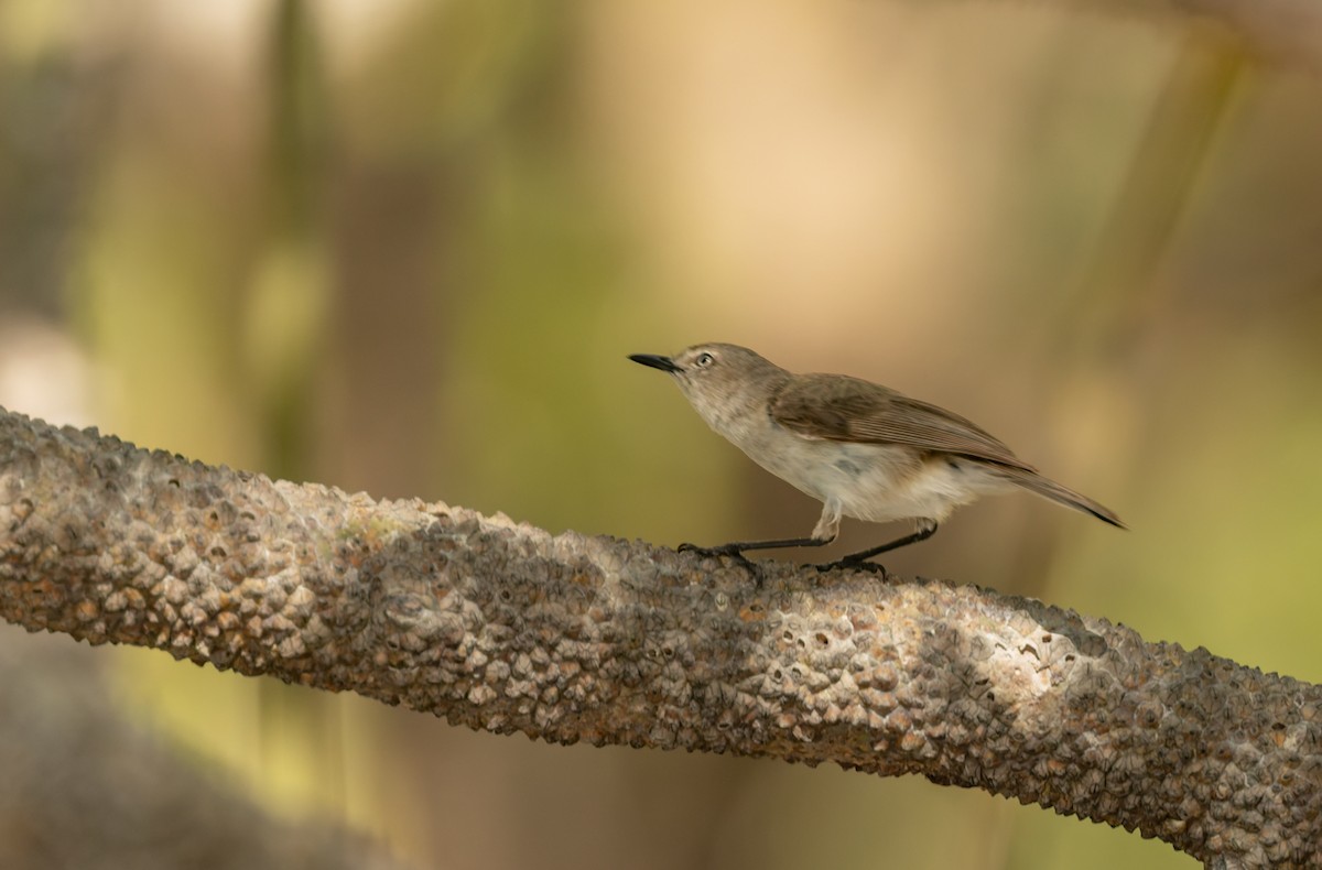 Dusky Gerygone - ML645307202