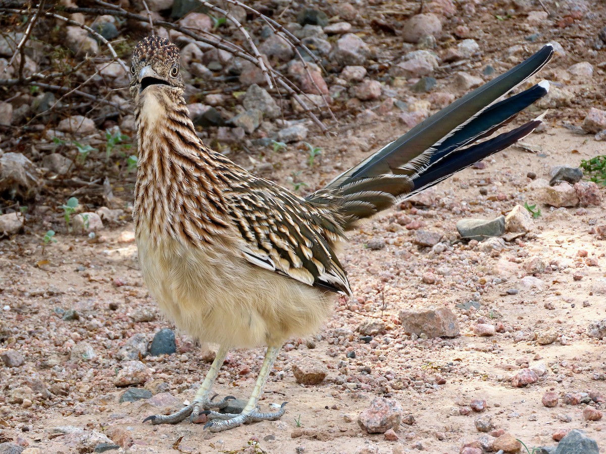 Greater Roadrunner - ML645307203