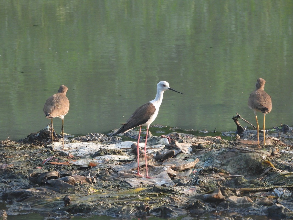 Black-winged Stilt - ML645307204