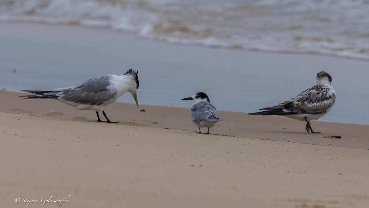 Common Tern - ML645307205