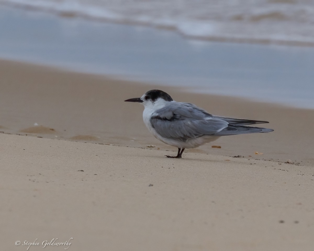 Common Tern - ML645307206