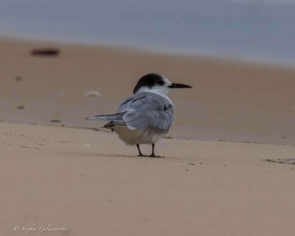 Common Tern - ML645307207