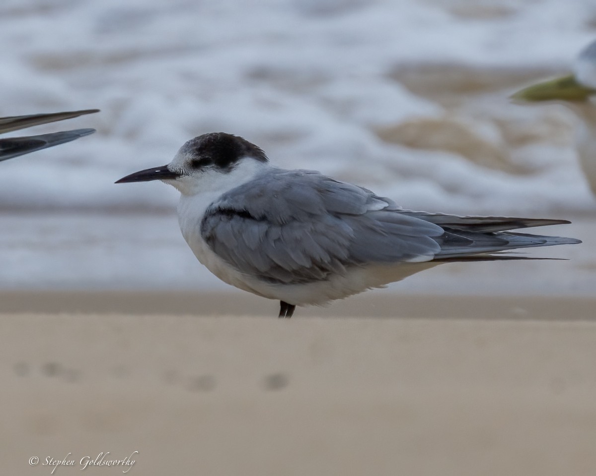 Common Tern - ML645307208