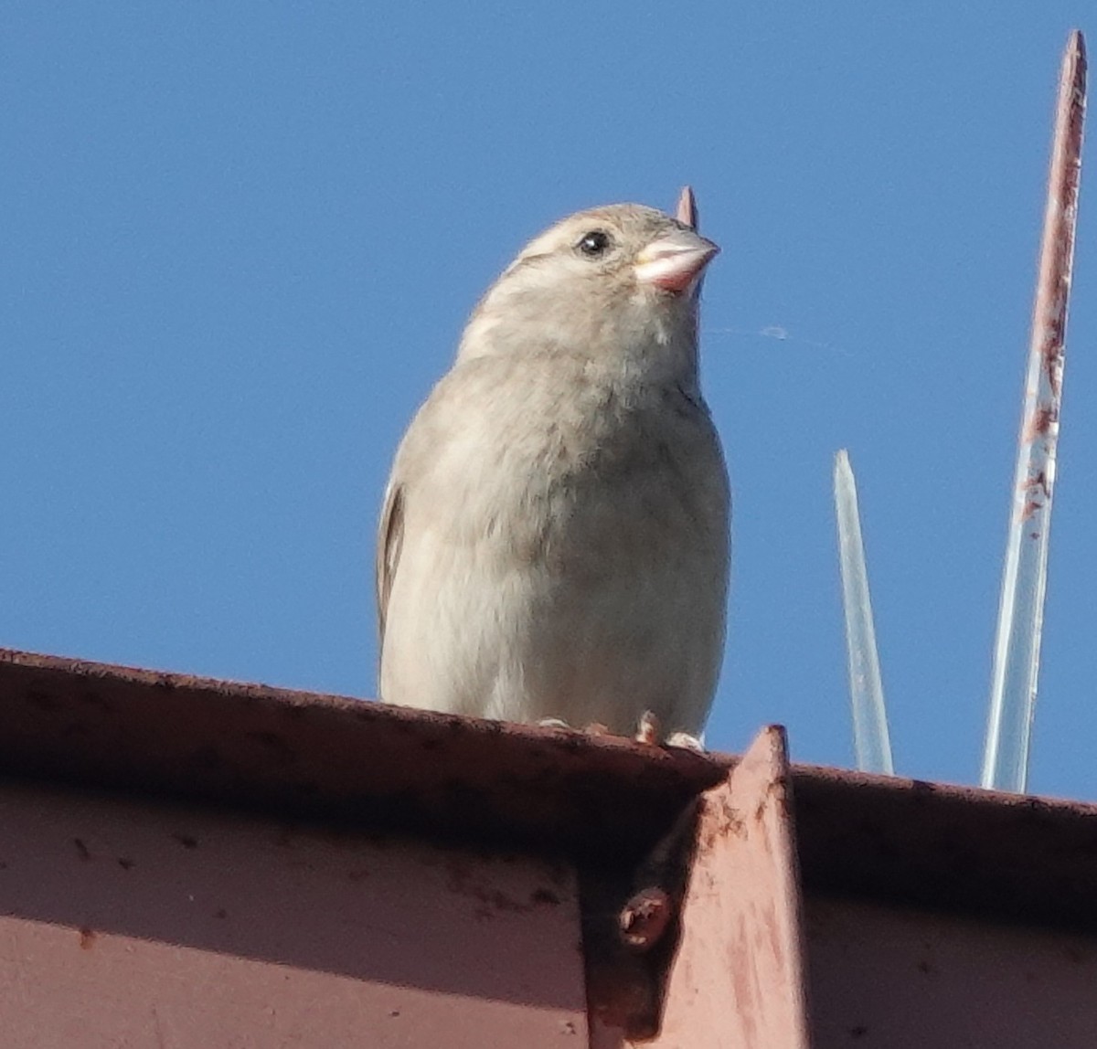 House Sparrow - ML645307209