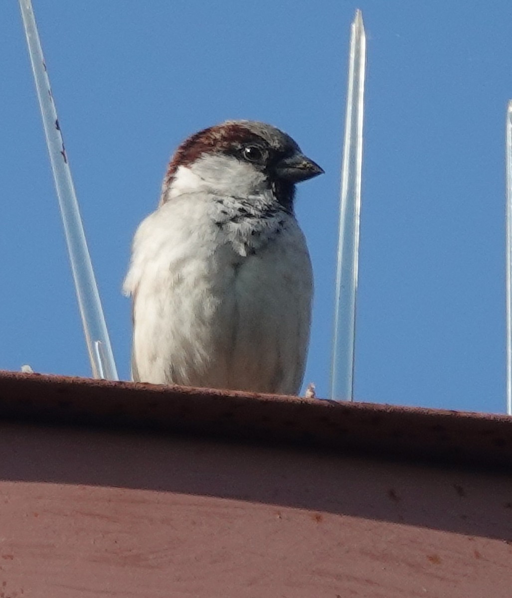 House Sparrow - ML645307210