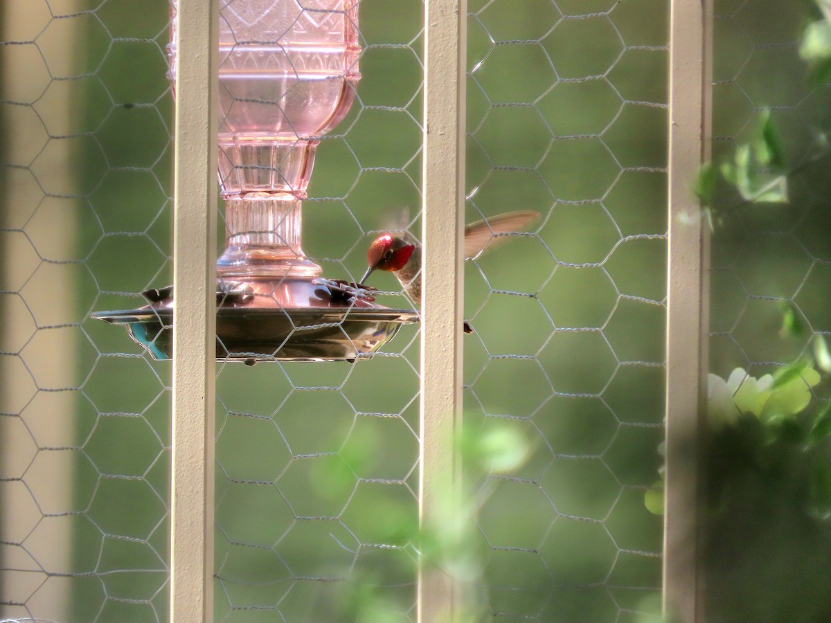 Anna's Hummingbird - ML645307211