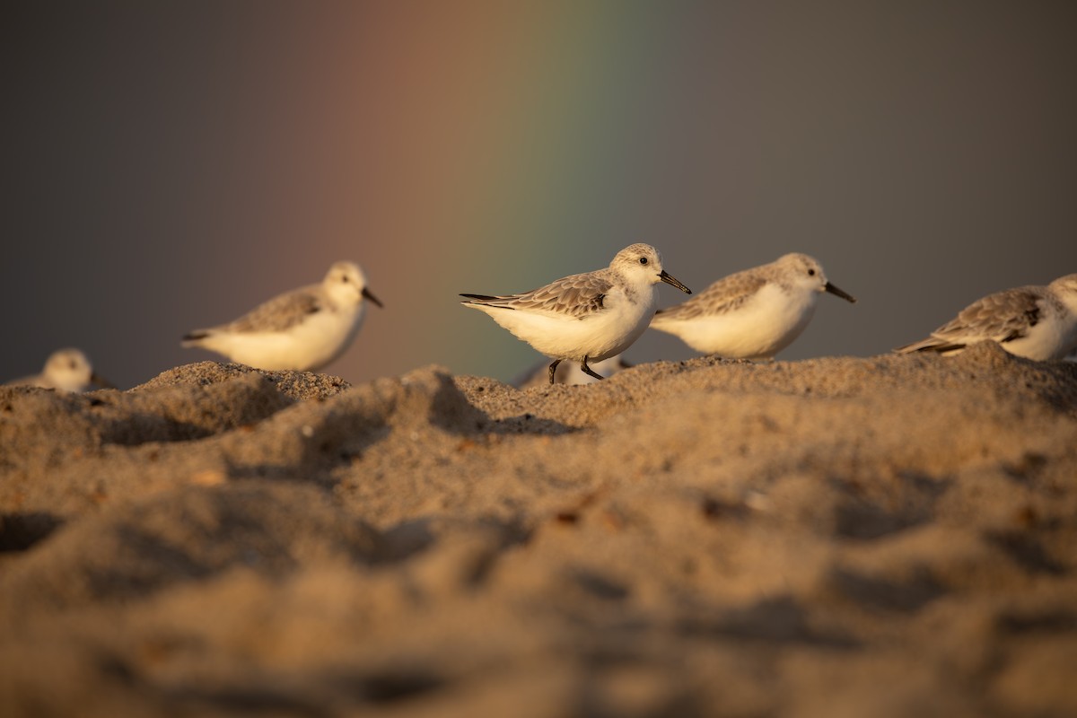 Sanderling - ML645307212