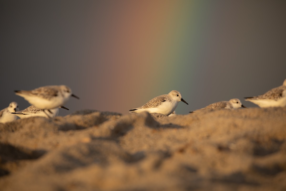 Sanderling - ML645307213