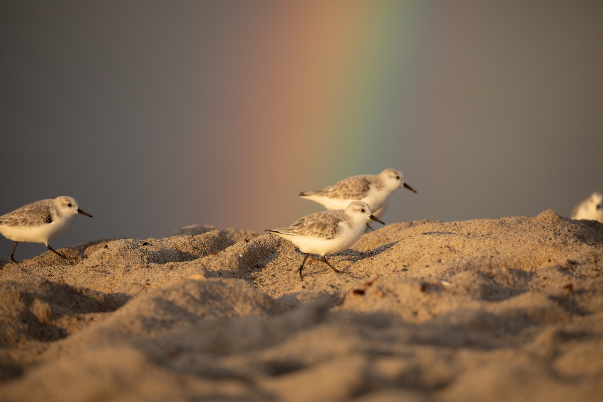 Sanderling - ML645307214