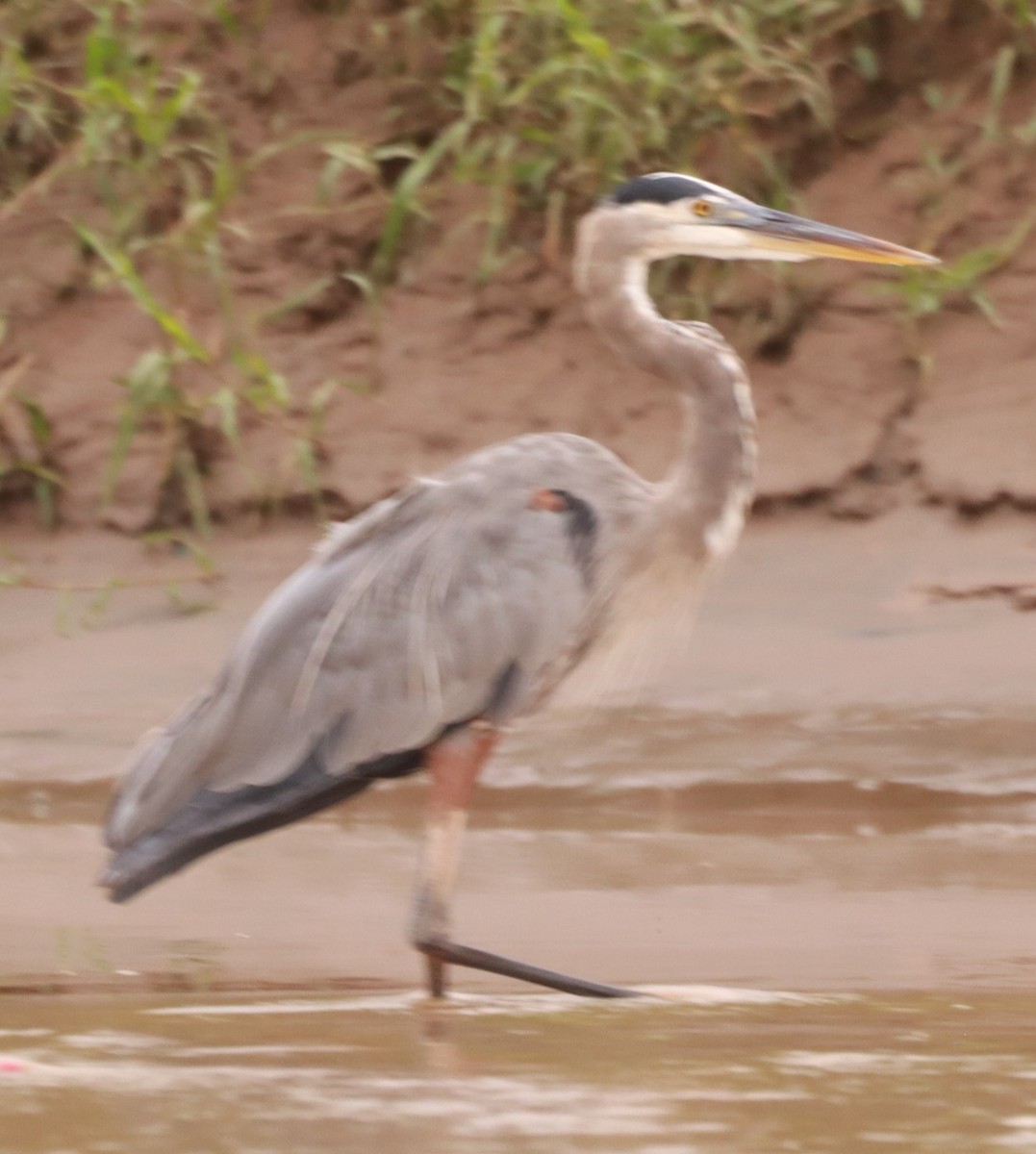 Great Blue Heron - ML645307217