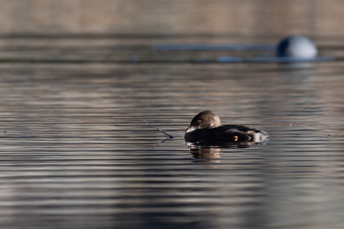 Pied-billed Grebe - ML645307219